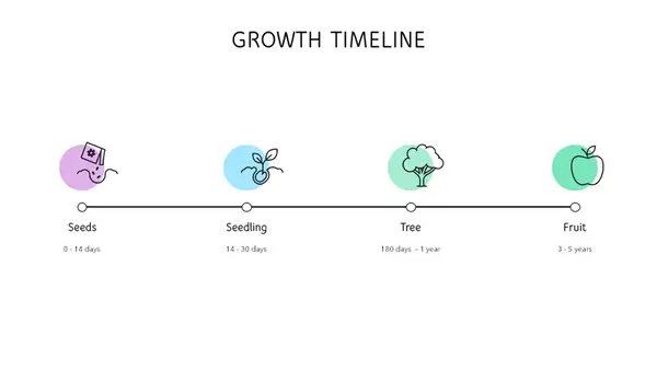 Growth timeline modern-simple